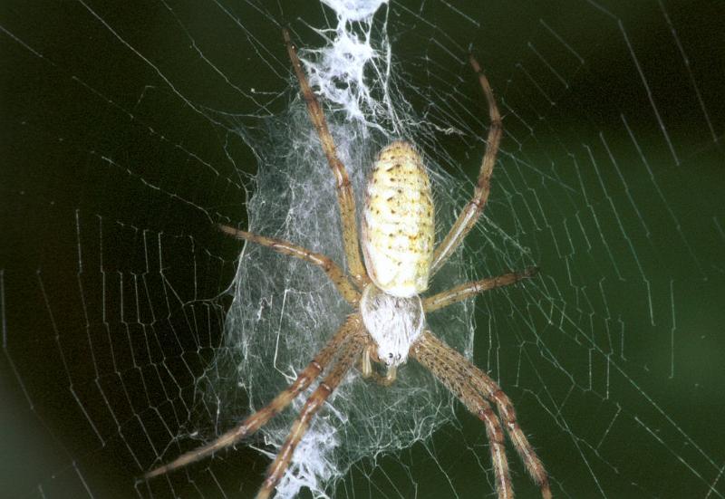 Argiope_bruennichi_F2139_Z_84_Les Gris_Frankrijk.jpg